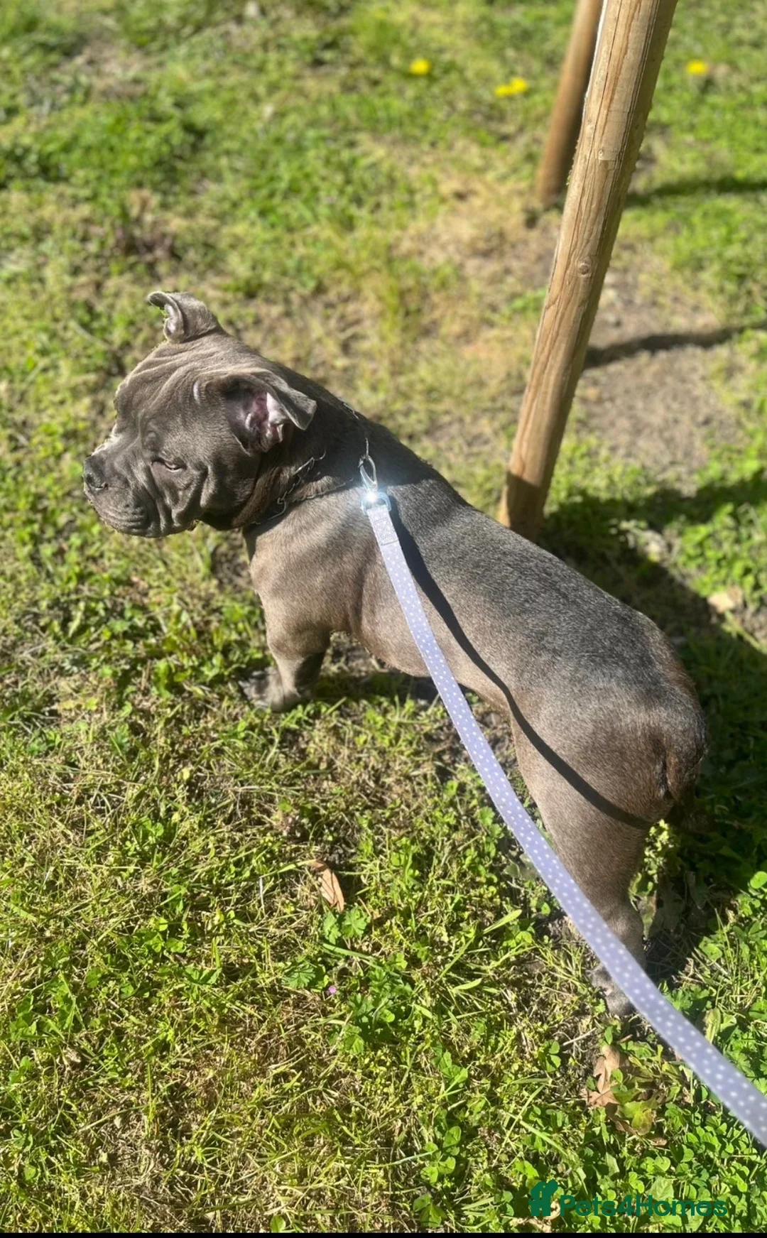 Mixed Breed dogs for sale: Micro bully in London - Advert 2