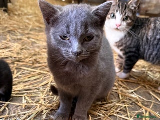 Mixed Breed cats for sale - Advert 1