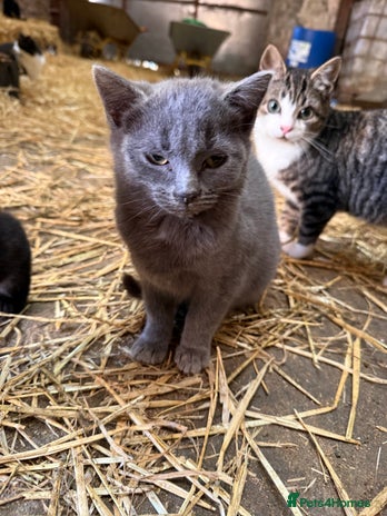 Mixed Breed cats - Advert 3