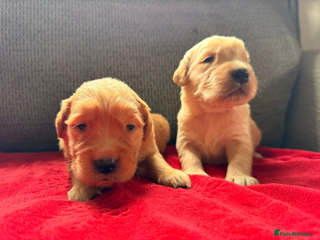 Golden Retriever dogs for sale: Health Tested Gold/Red KC Golden Retriever Puppies - Advert 2