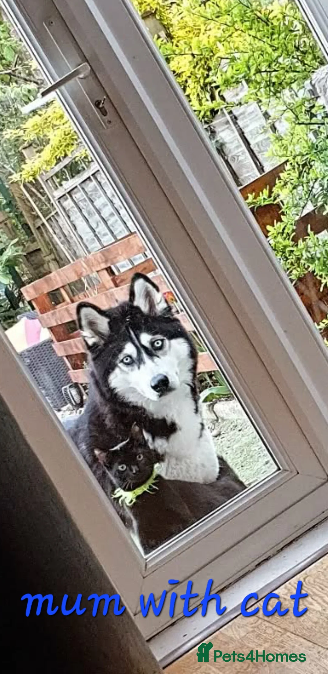 Alaskan Malamute dogs for sale: Alaskan Malamute x Siberian Husky Fluffy Puppy - Advert 4