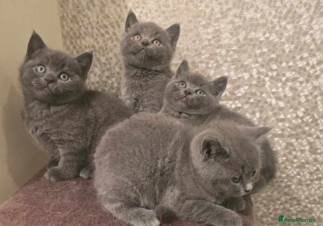 British Longhair cats for sale: Adorable British Shorthair Kittens  - Advert 3