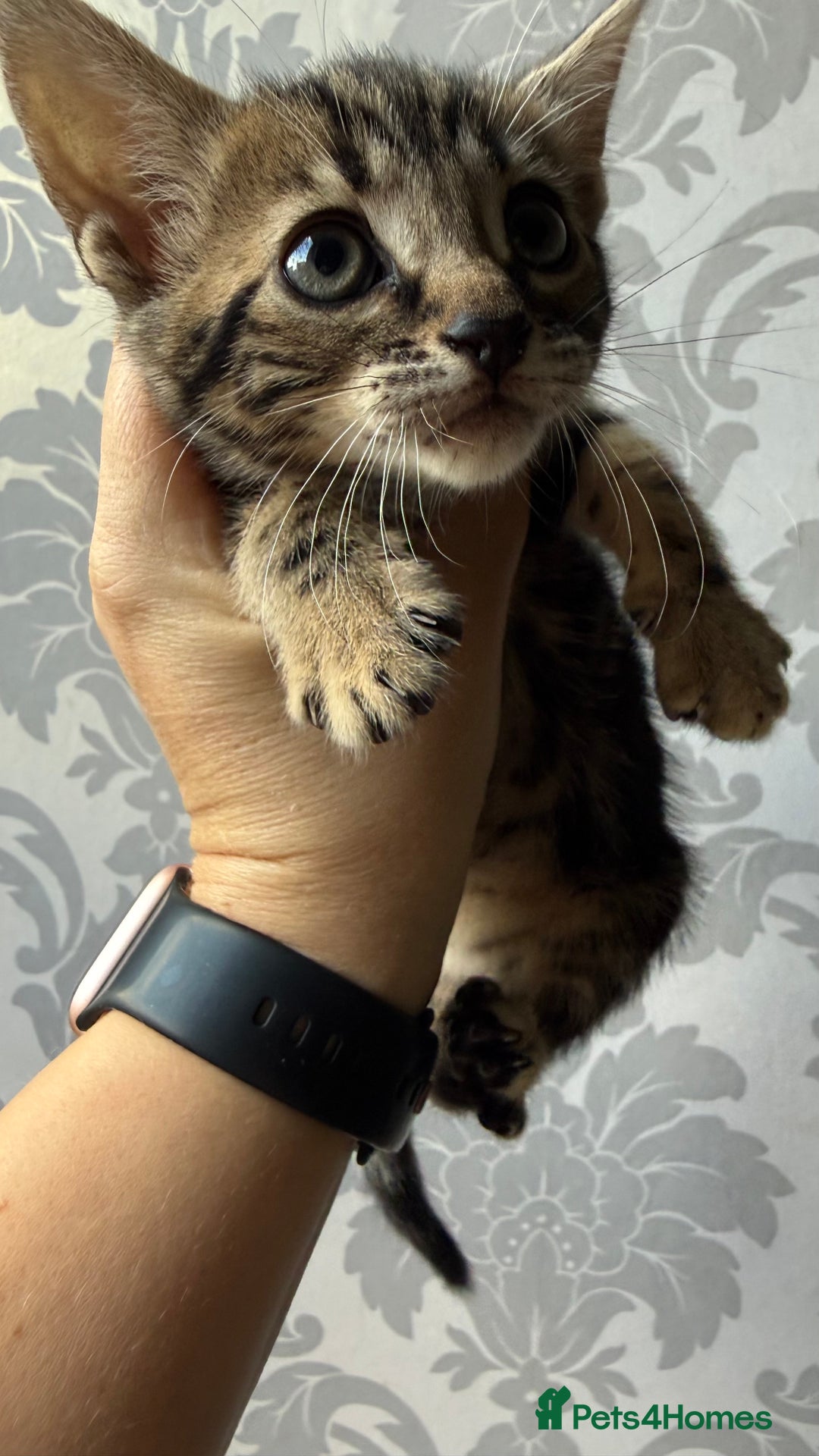 Mixed Breed cats for sale: Mixed bengal kittens - Advert 30