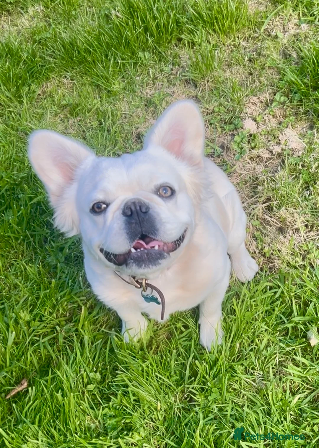 French Bulldog dogs for stud: Top Quality Fluffy Platinum French Bulldog –Proven - Advert 3