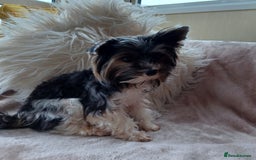Biewer Terrier dogs for stud: Purebred Pedigree Biewer Terrier Stud in Merthyr Tydfil - Image 9