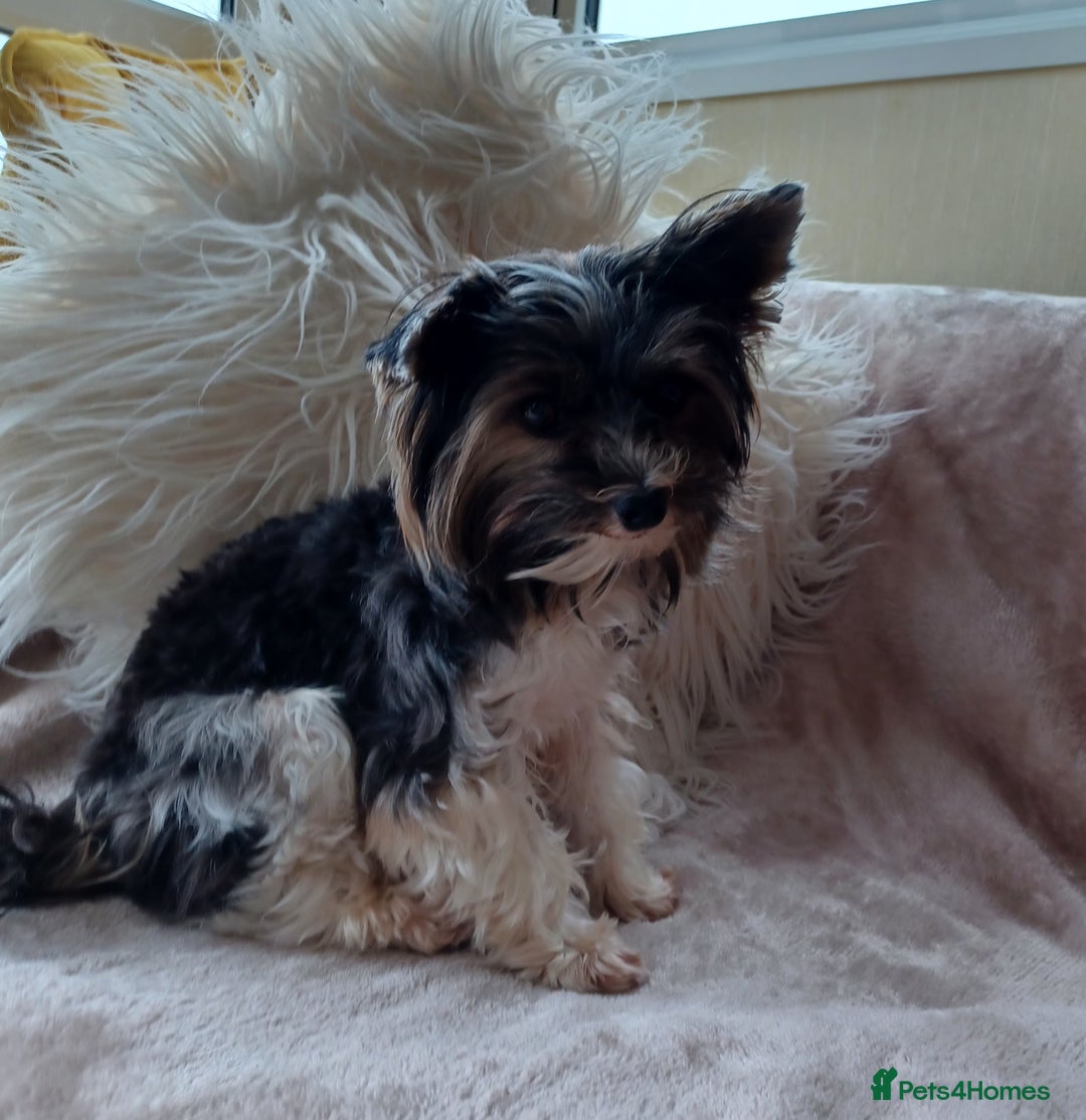 Biewer Terrier dogs for stud: Purebred Pedigree Biewer Terrier Stud in Merthyr Tydfil - Image 9