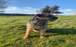 Border Terrier dogs for stud: Benji, boarder terrier stud dog  - Image 3