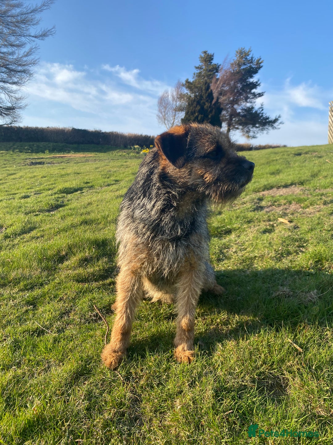Border Terrier dogs for stud: Benji, boarder terrier stud dog  - Image 3