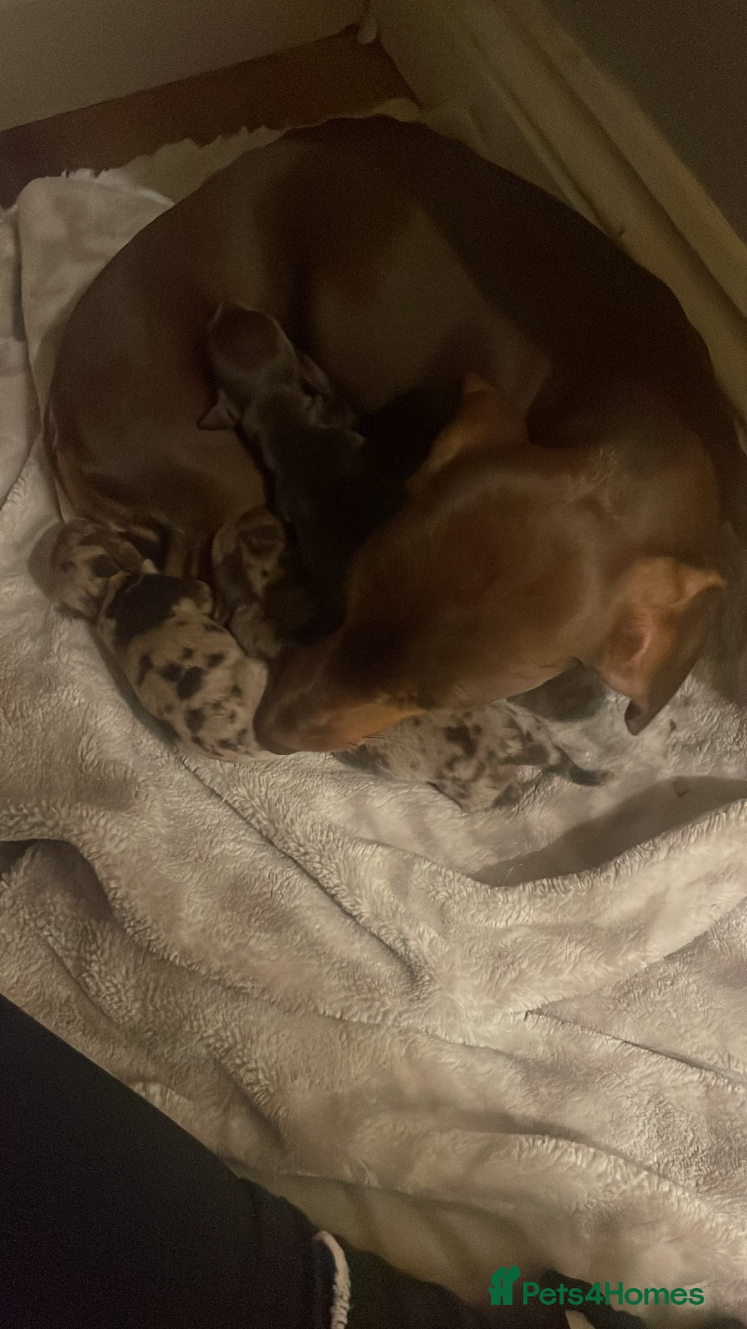 Miniature Dachshund dogs for sale: 1 Boy & 1 Girl Tan Pedigree Miniature Puppies - Image 13