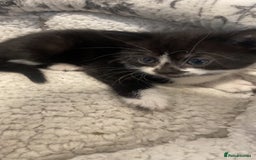 Mixed Breed cats for sale: 4 kittens for sale  - Image 5