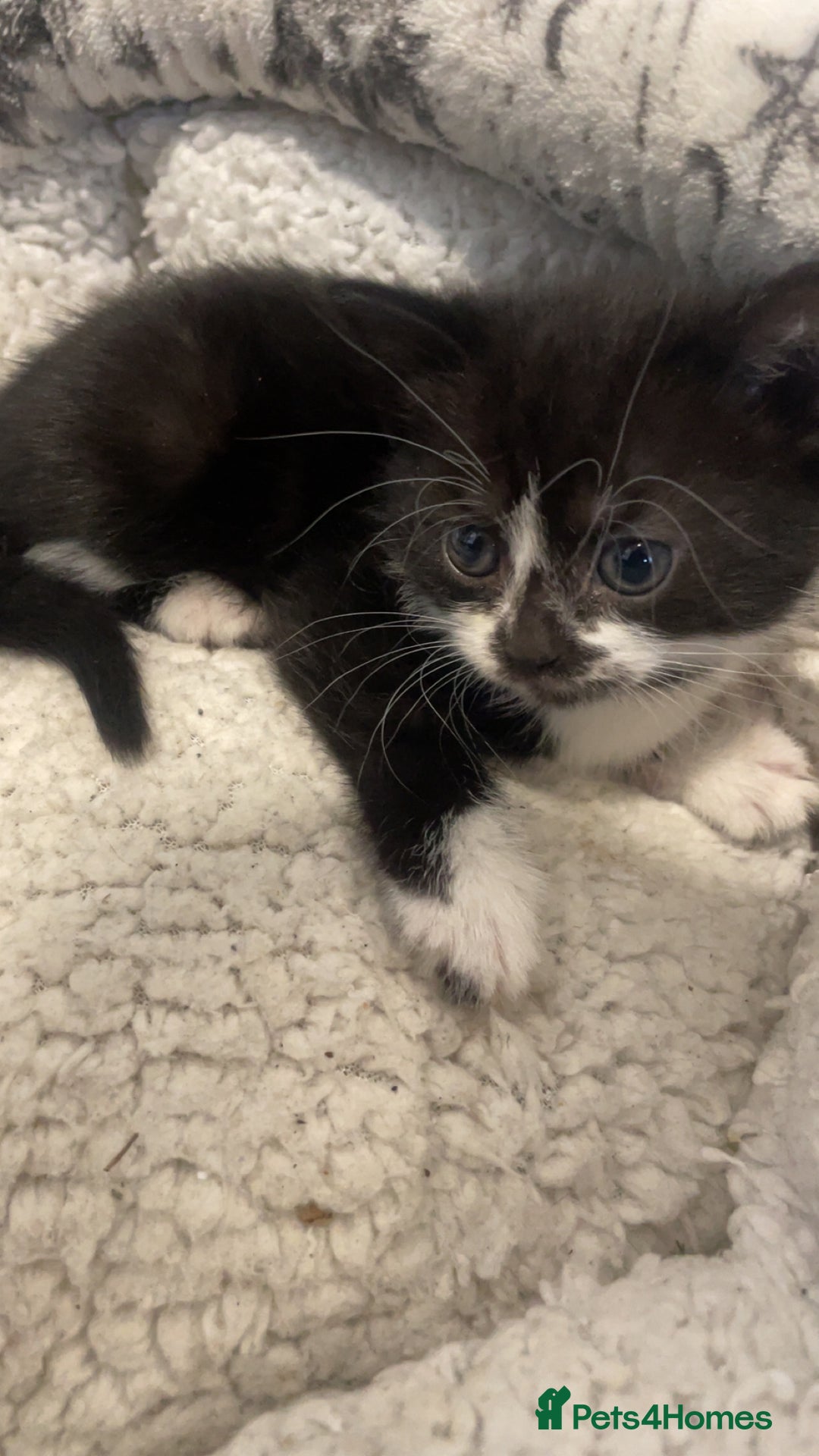 Mixed Breed cats for sale: 4 kittens for sale  - Image 5