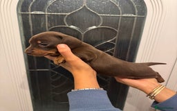 Miniature Dachshund dogs for sale: Miniature dachshund puppies  - Image 7