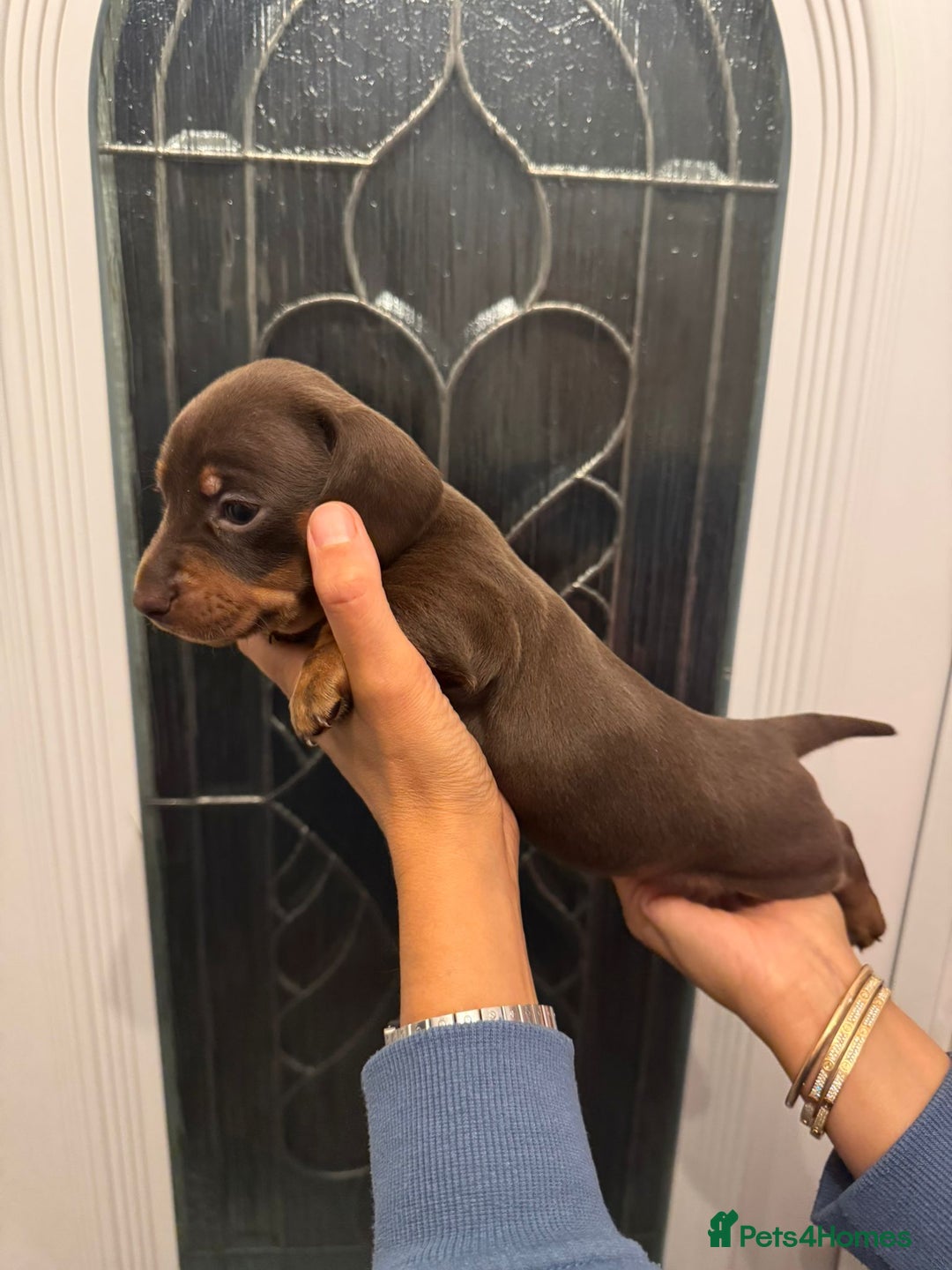 Miniature Dachshund dogs for sale: Miniature dachshund puppies  - Image 7