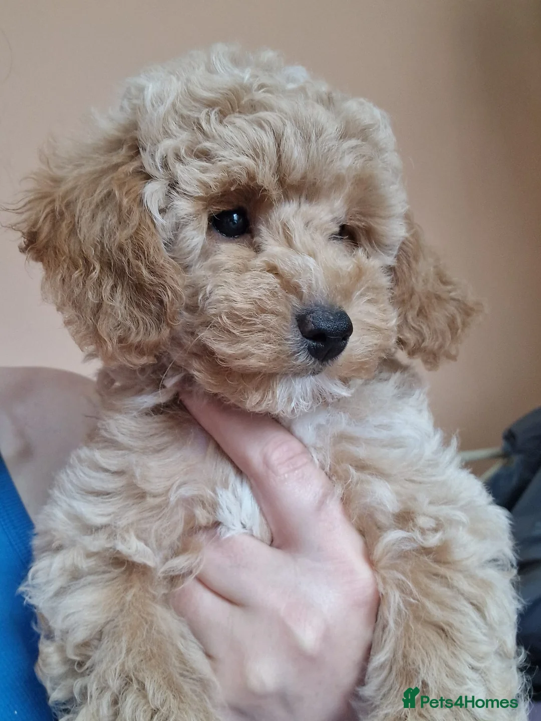 Toy Poodle dogs for stud: Black Phantom Toy Poodle PROVEN - Advert 13