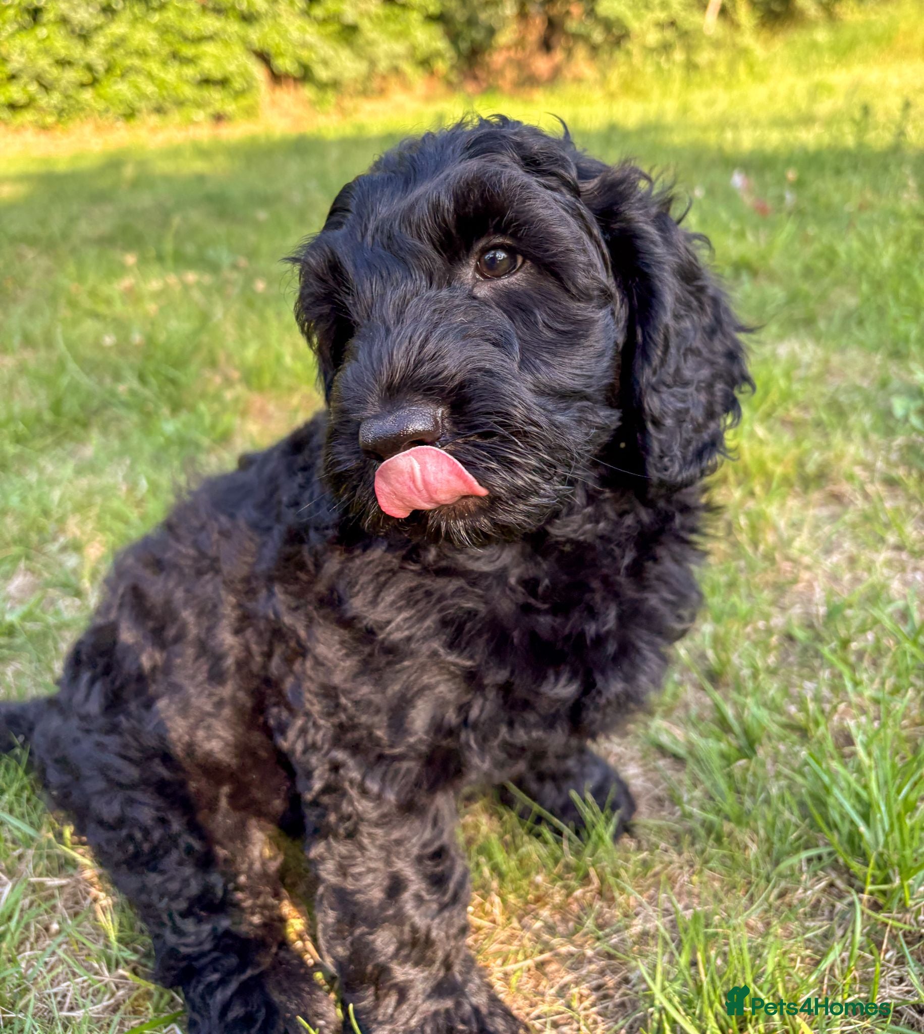 Australian Labradoodle dogs Ready Now: Multi-Gen Australian Labradoodle Boy - Advert 4