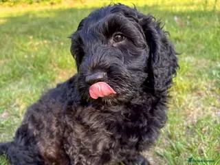 Australian Labradoodle dogs Ready Now: Multi-Gen Australian Labradoodle Boy - Advert 4