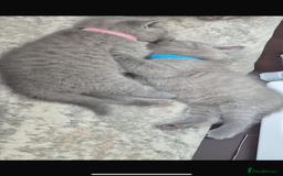 British Shorthair cats for sale: British short hair kittens  - Image 2