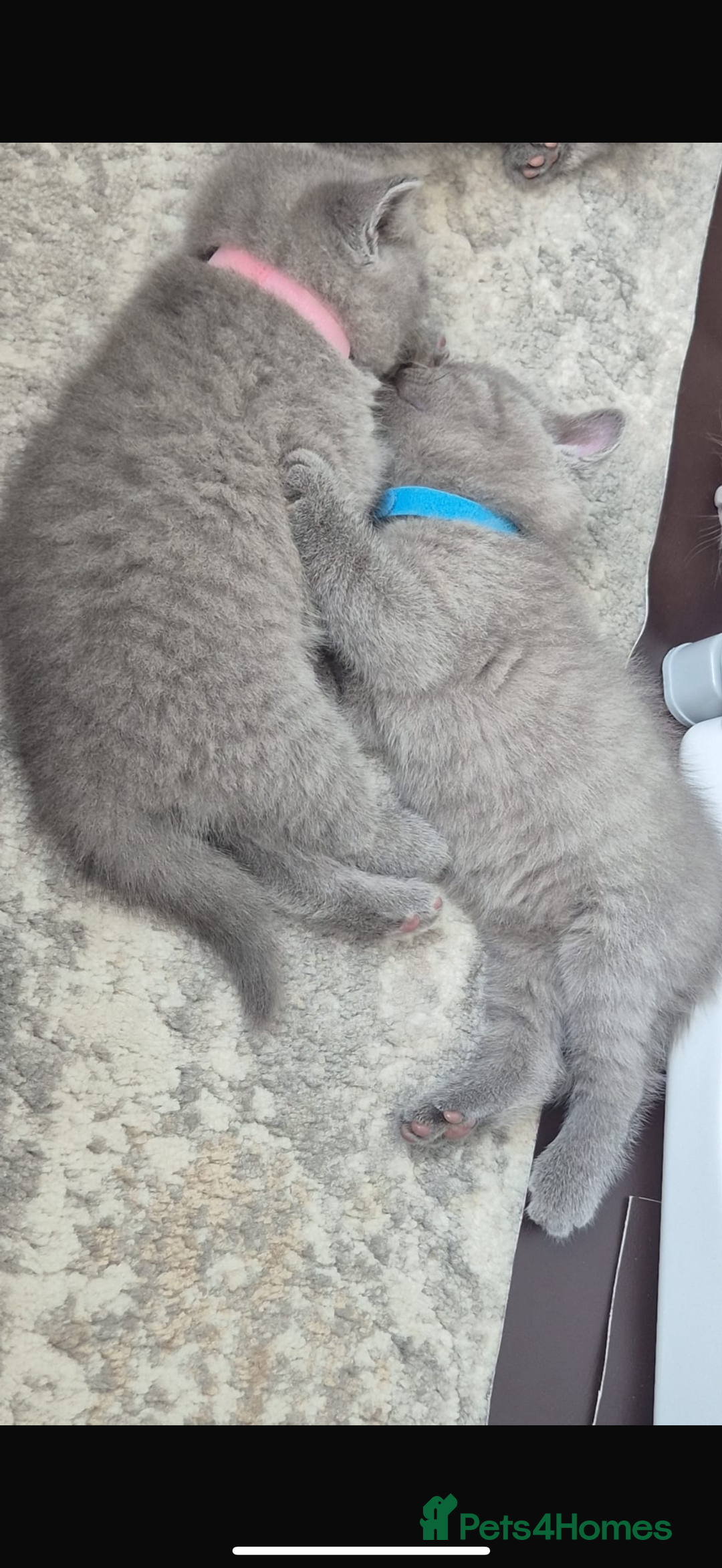 British Shorthair cats for sale: British short hair kittens  - Image 2