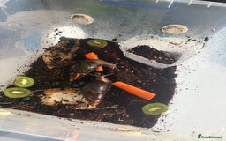 Mixed Breed rodents for sale: African land snail babies.  - Image 3
