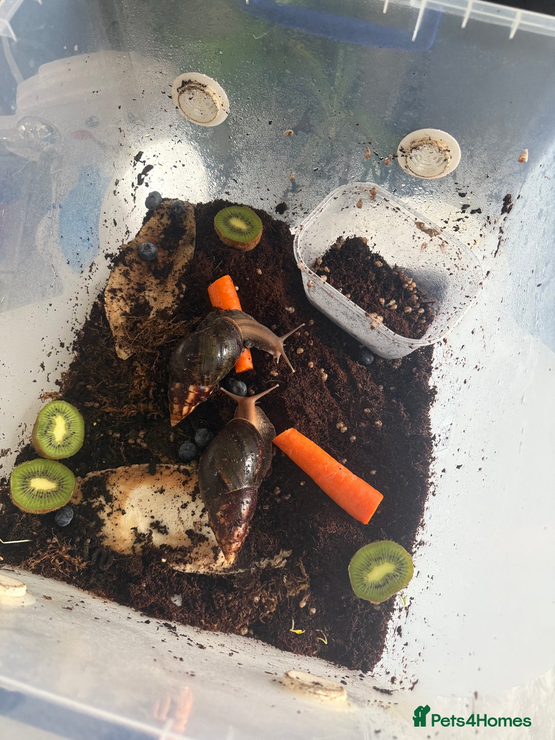 Mixed Breed rodents for sale: African land snail babies.  - Image 3
