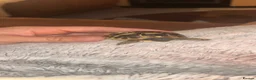 Hermann Tortoise reptiles for sale: Baby hermanns in Newport - Advert 5