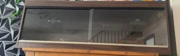 Corn Snake reptiles for sale: Corn snake  - Advert 4