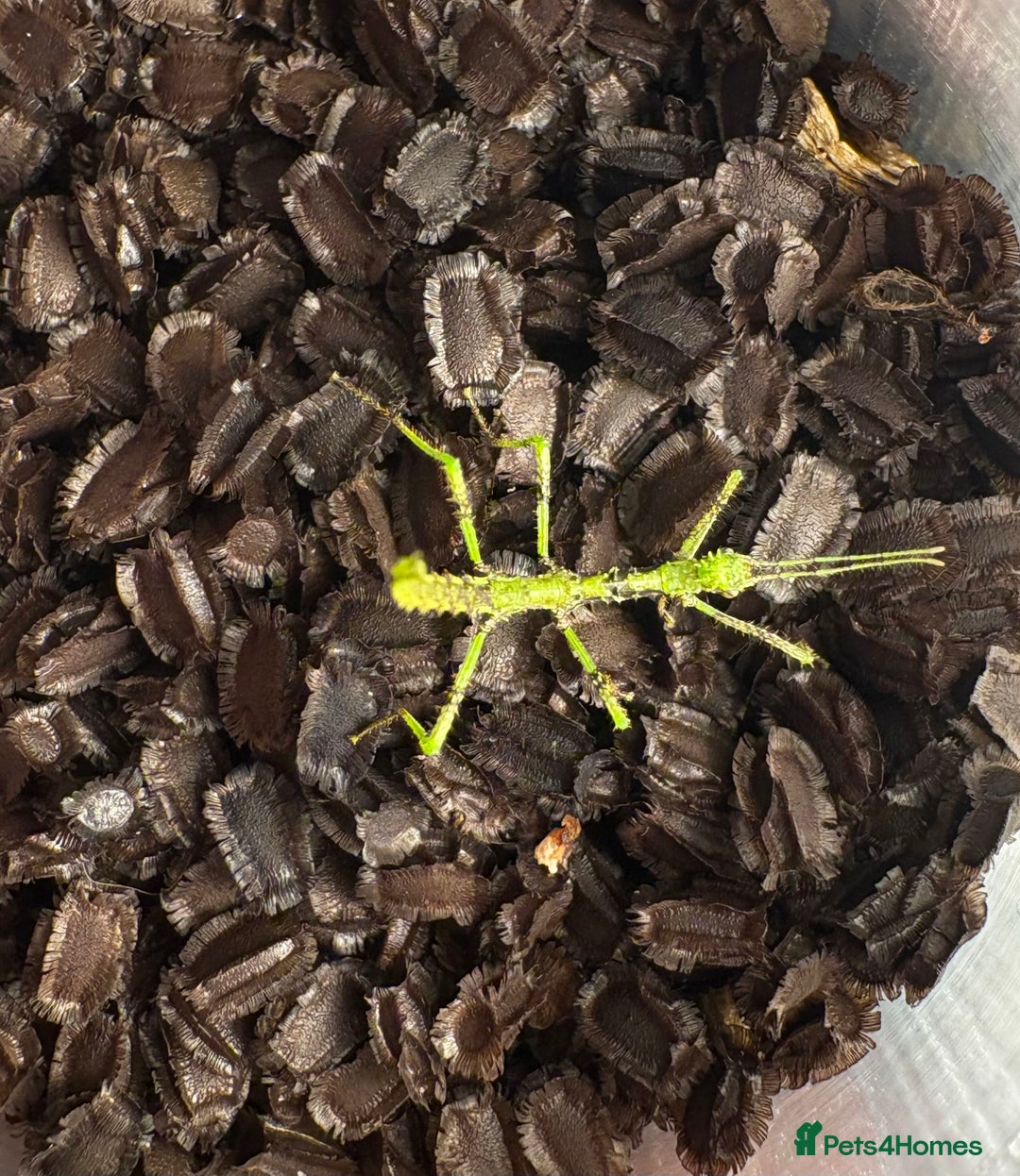 Stick Insects invertebrates for sale: Taraxippus samarae "Siquirres" Stick Insect Nymphs - Advert 5