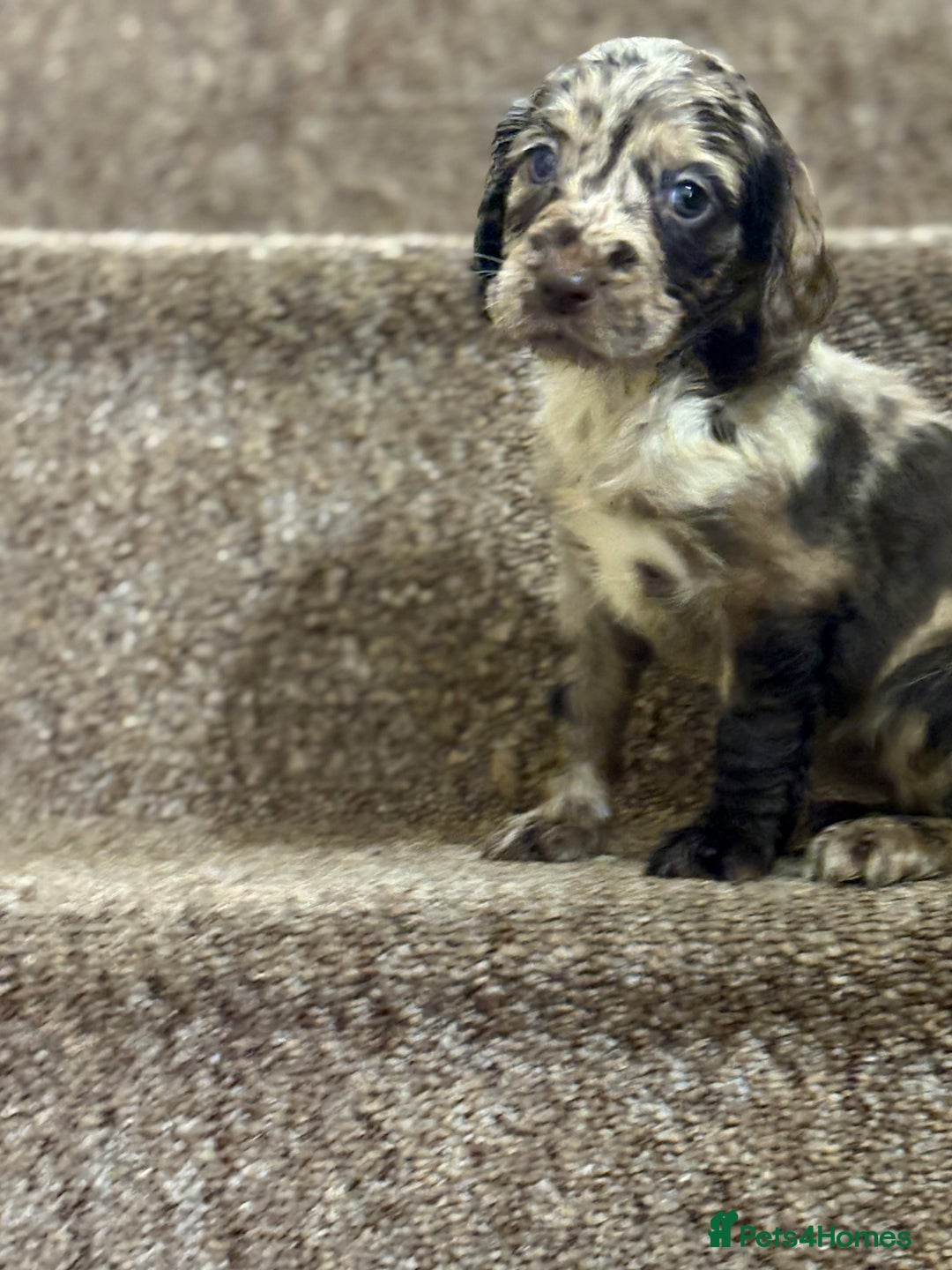 Cocker Spaniel dogs for sale: Cocker spaniel pups for sale  - Image 6