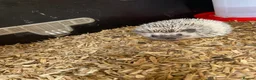 Pygmy Hedgehog rodents for sale: African Pygmy hedgehog  - Advert 2