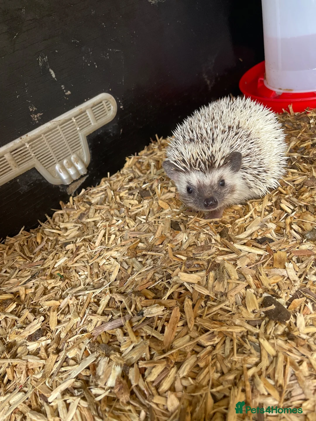 Pygmy Hedgehog rodents for sale: African Pygmy hedgehog  - Advert 2