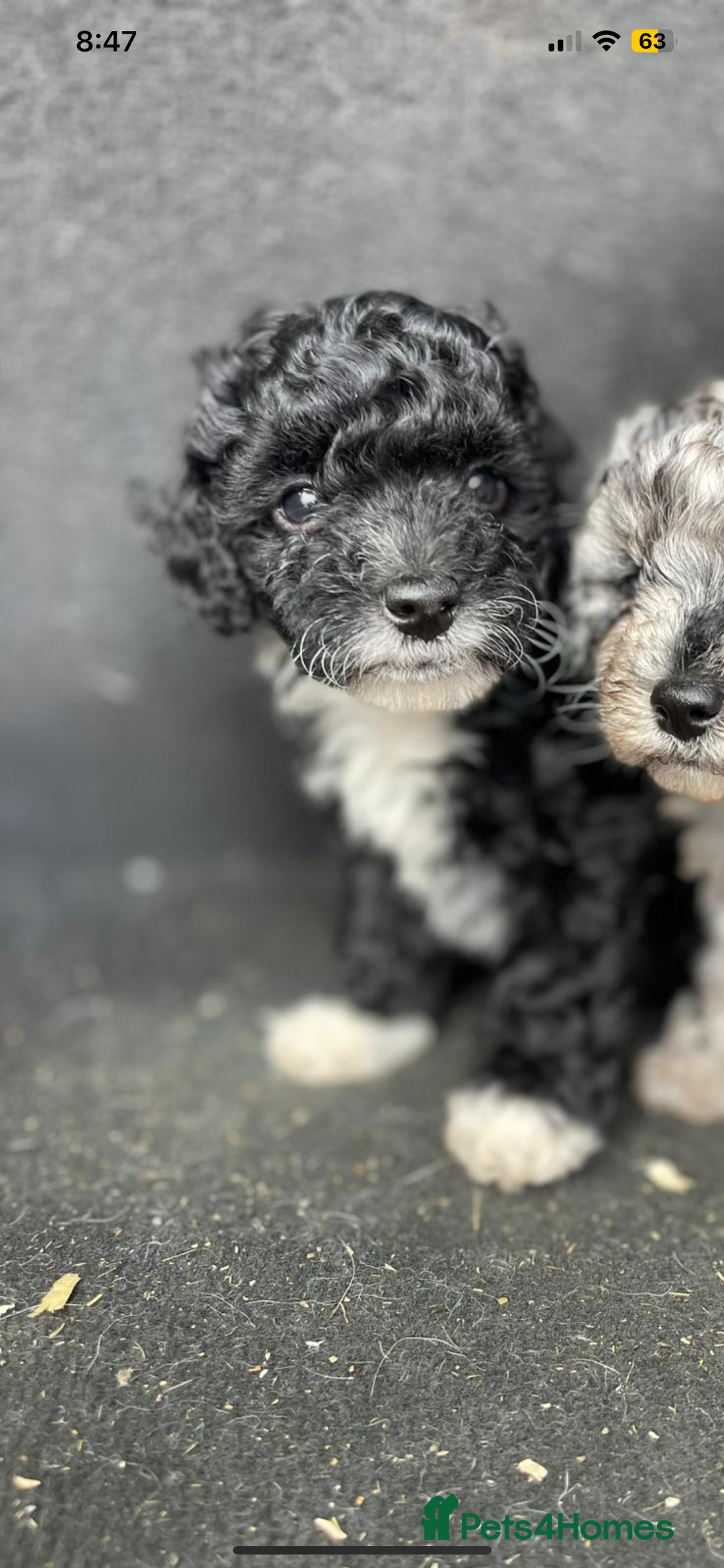 Jackapoo dogs for sale: Jackapoo  - Image 8