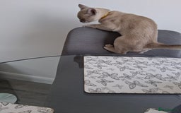 Burmese cats for sale: Registered burmese kittens available.  - Image 13