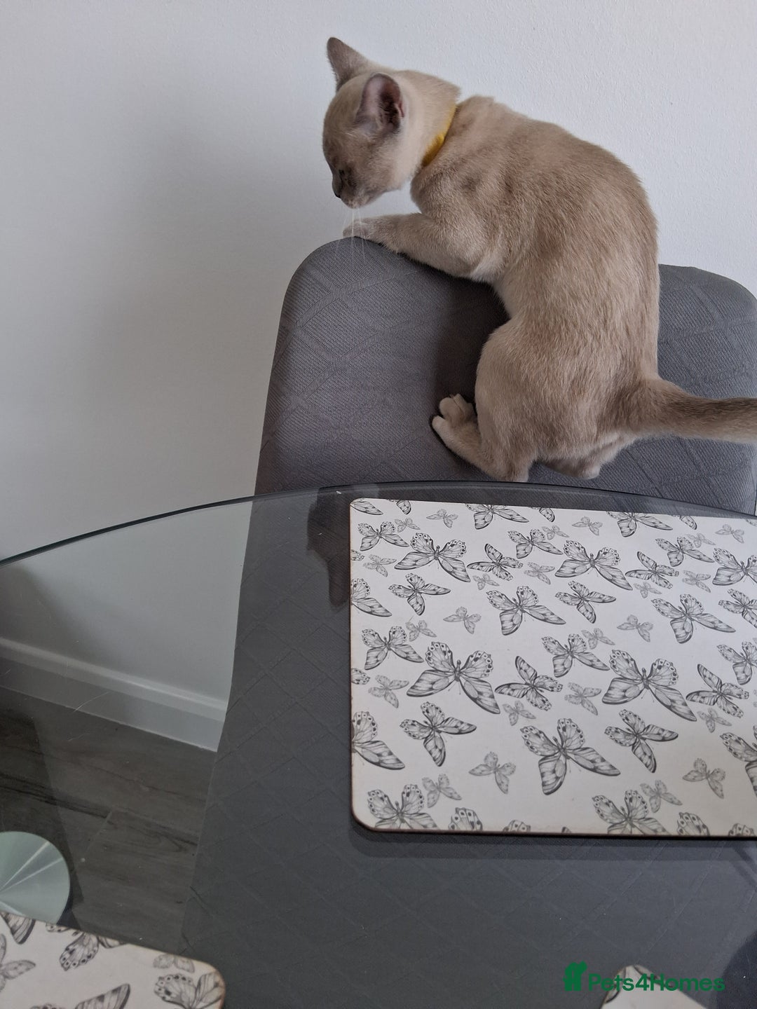 Burmese cats for sale: Registered burmese kittens available.  - Image 13