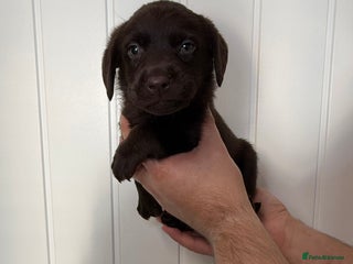 Labrador Retriever dogs - Advert 4