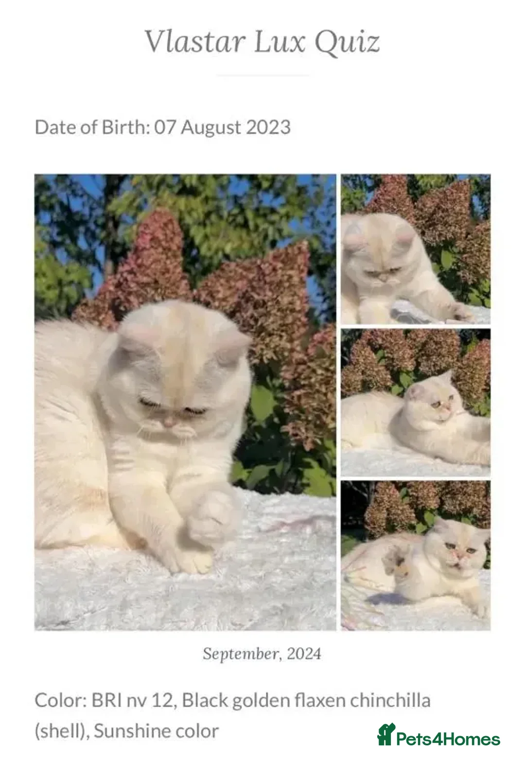 British Shorthair cats for sale: British Shorthair/BSH Blue Golden Chinchilla - Advert 6