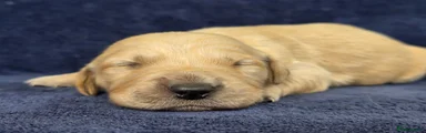 Goldador Puppy 9