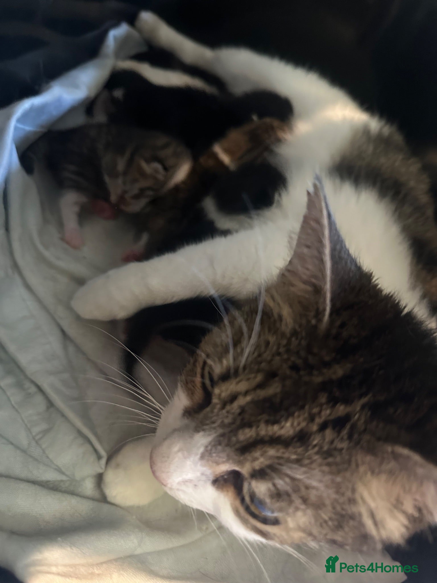 Mixed Breed cats 5 Cute kittens 🐈 - Advert 2