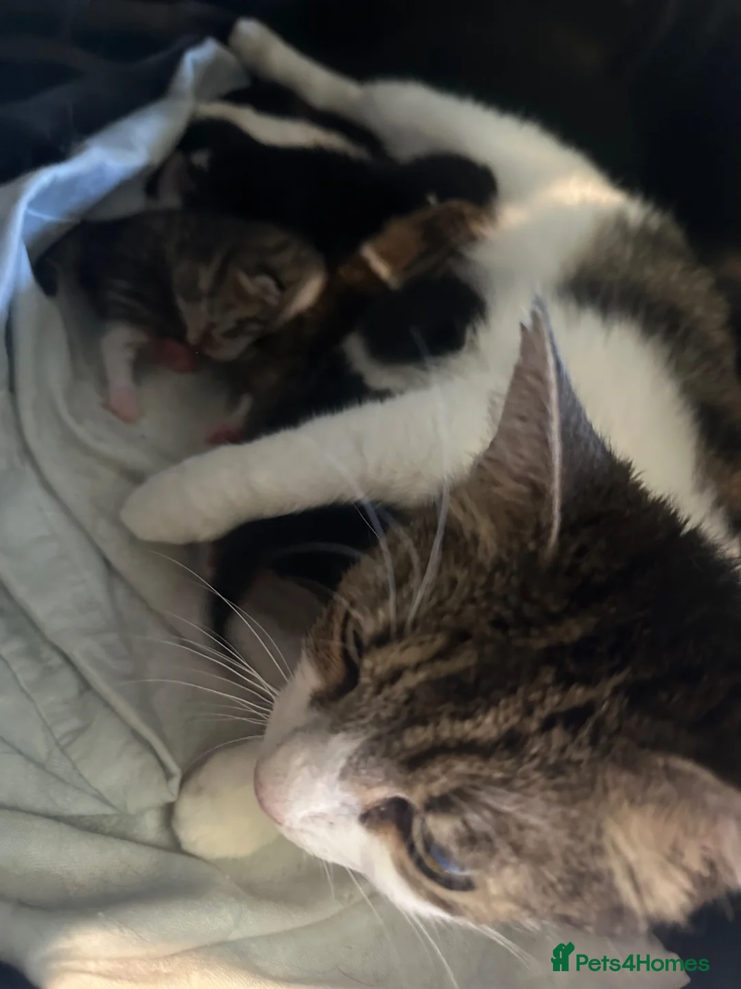 Mixed Breed cats for sale: 5 Cute kittens 🐈 - Advert 1