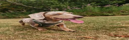 Miniature Dachshund dogs for stud: 6 generation KC stud - Advert 6