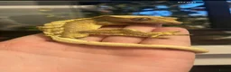 Gecko reptiles for sale: Male crested gecko in Houghton le Spring - Advert 1