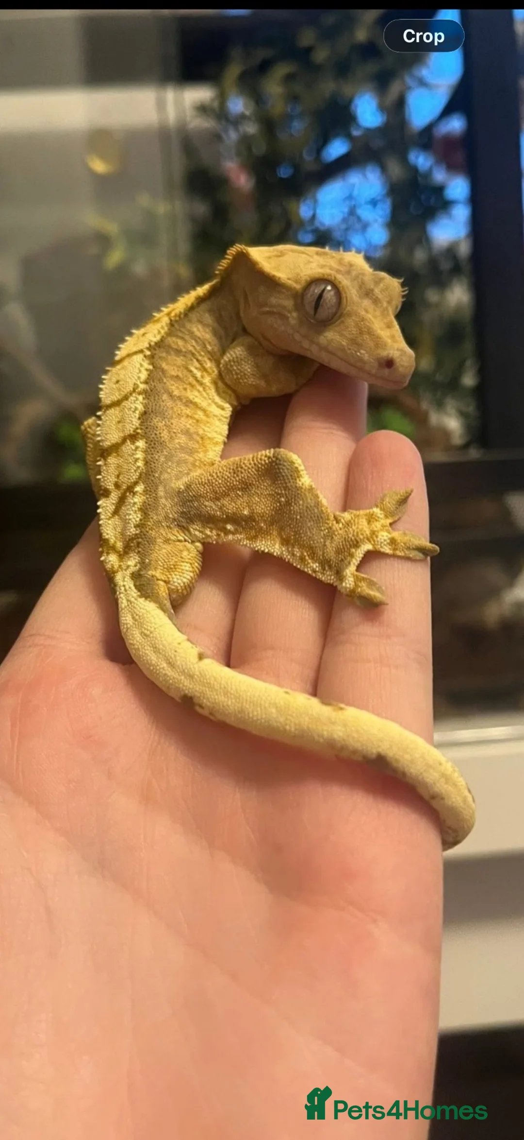 Gecko reptiles for sale: Male crested gecko in Houghton le Spring - Advert 1