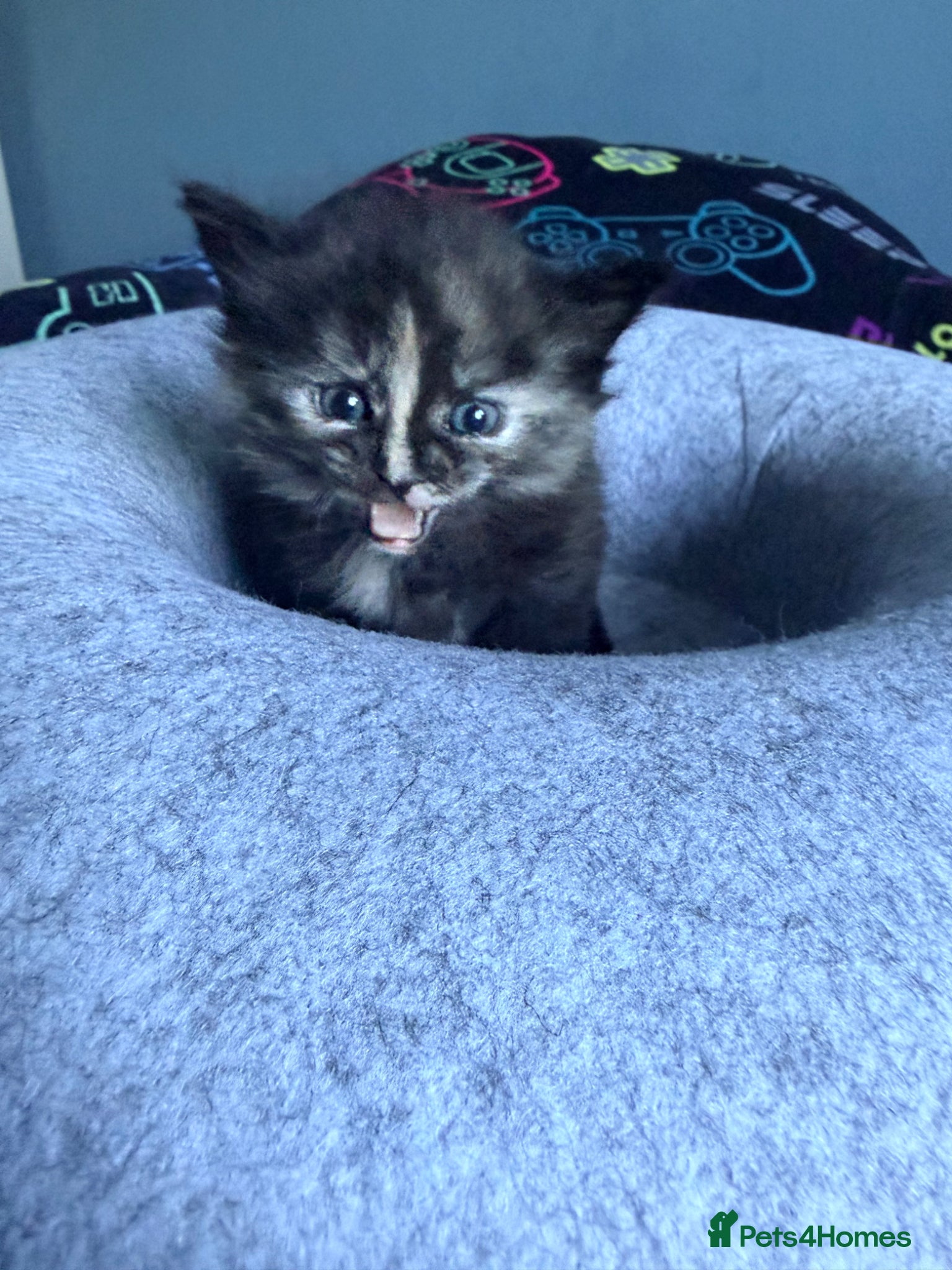 Mixed Breed cats for sale: Gorgeous Dilute Tortoiseshell Fluffy Kitten - Advert 3