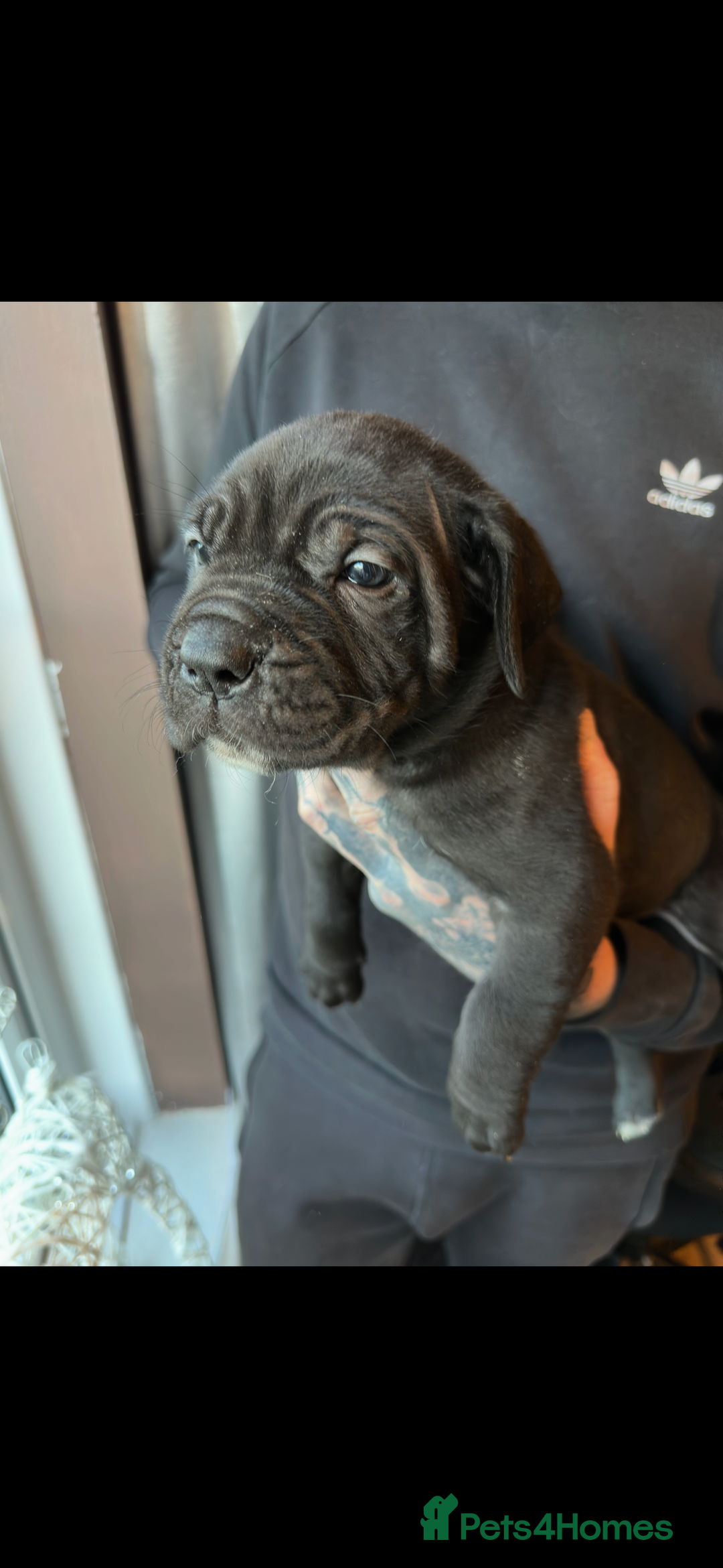Mixed Breed dogs for sale: Presa X Neo puppies - Advert 13