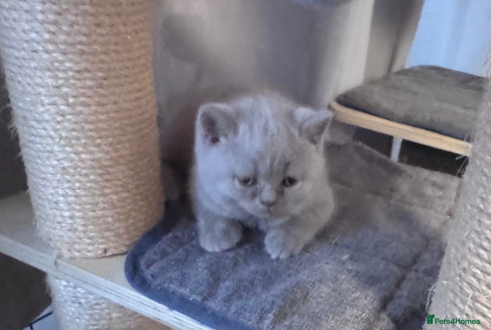 British Shorthair cats Purebred amazing BSH kittens - Advert 5