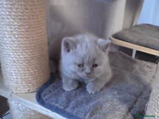British Shorthair cats Purebred amazing BSH kittens - Advert 2