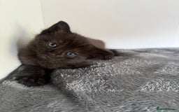 Ragdoll cats for sale: Beautiful Ragdoll X Kittens For Sale 🐾  - Image 8
