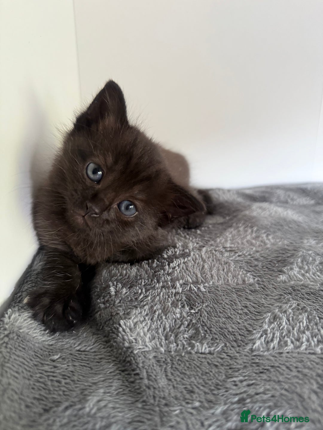 Ragdoll cats for sale: Beautiful Ragdoll X Kittens For Sale 🐾  - Image 8