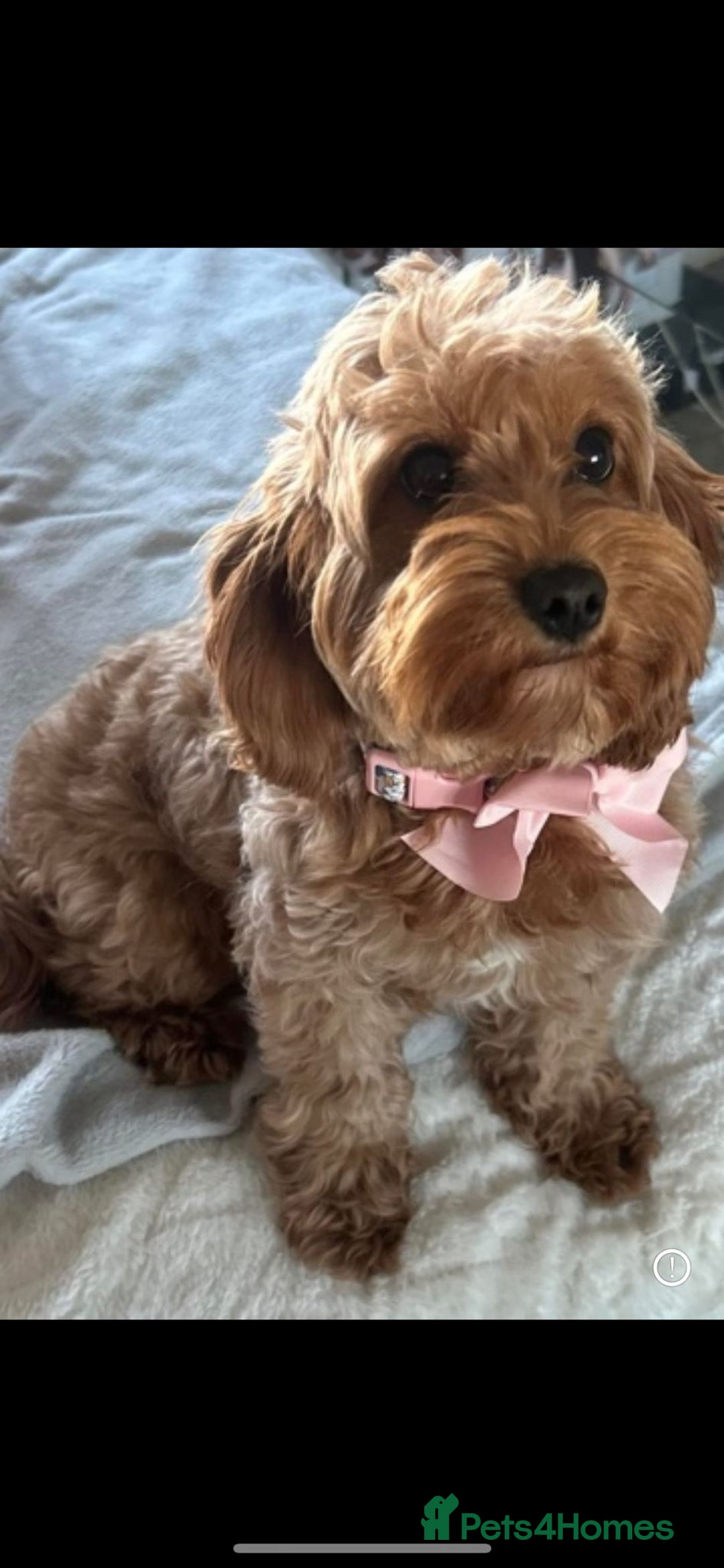 Cavapoo dogs for sale: Extensively health tested toy cavapoo puppies - Image 6
