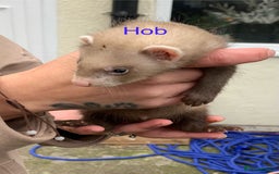 Ferret rodents for sale: Ferret kits and adults of va ages read descr  - Image 2