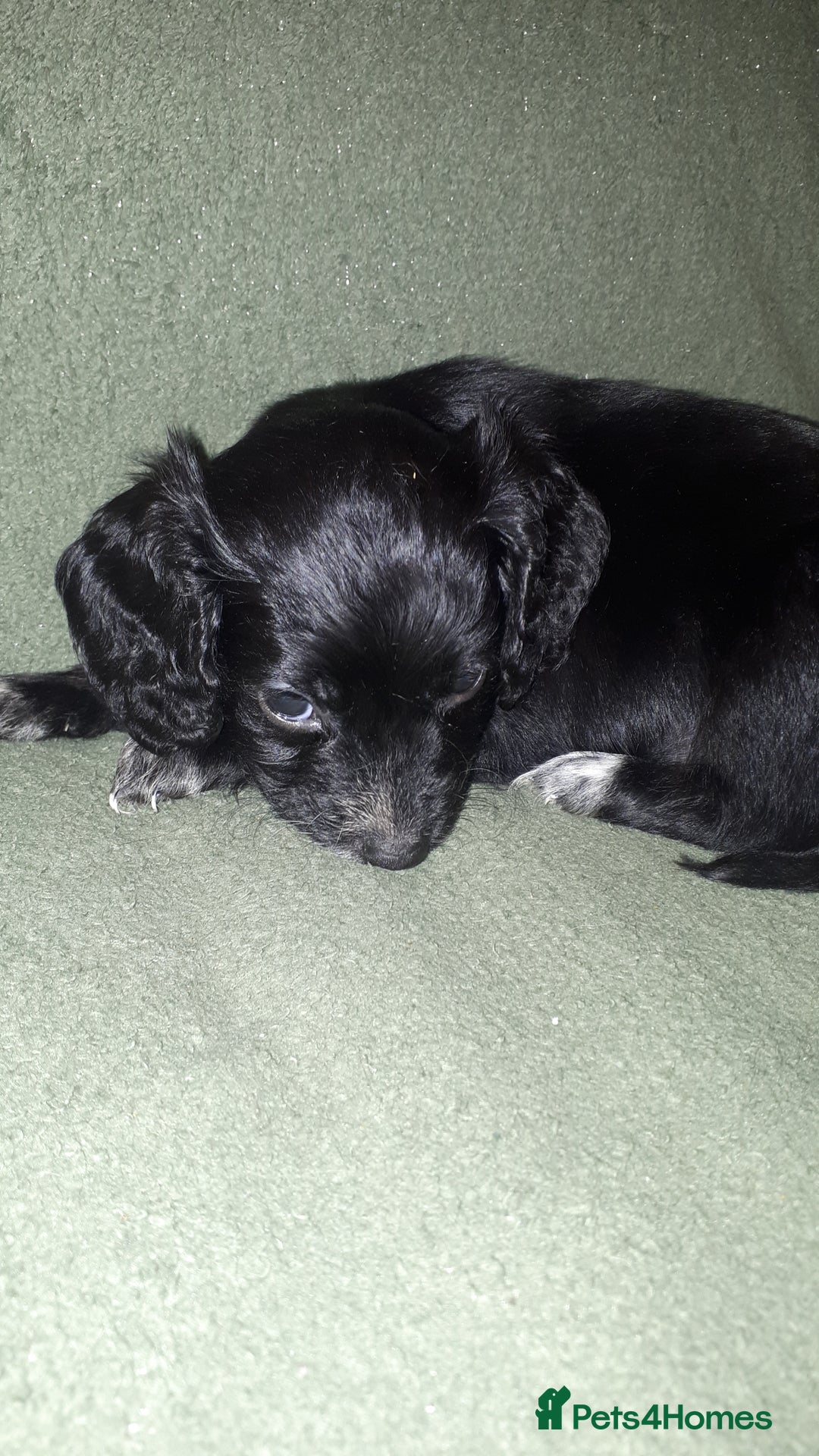 Cockapoo dogs for sale: F2b cockapoo puppies - Image 3
